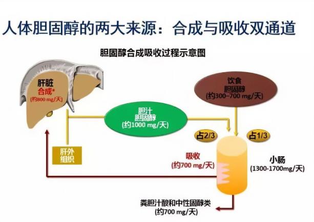 膽固醇合成